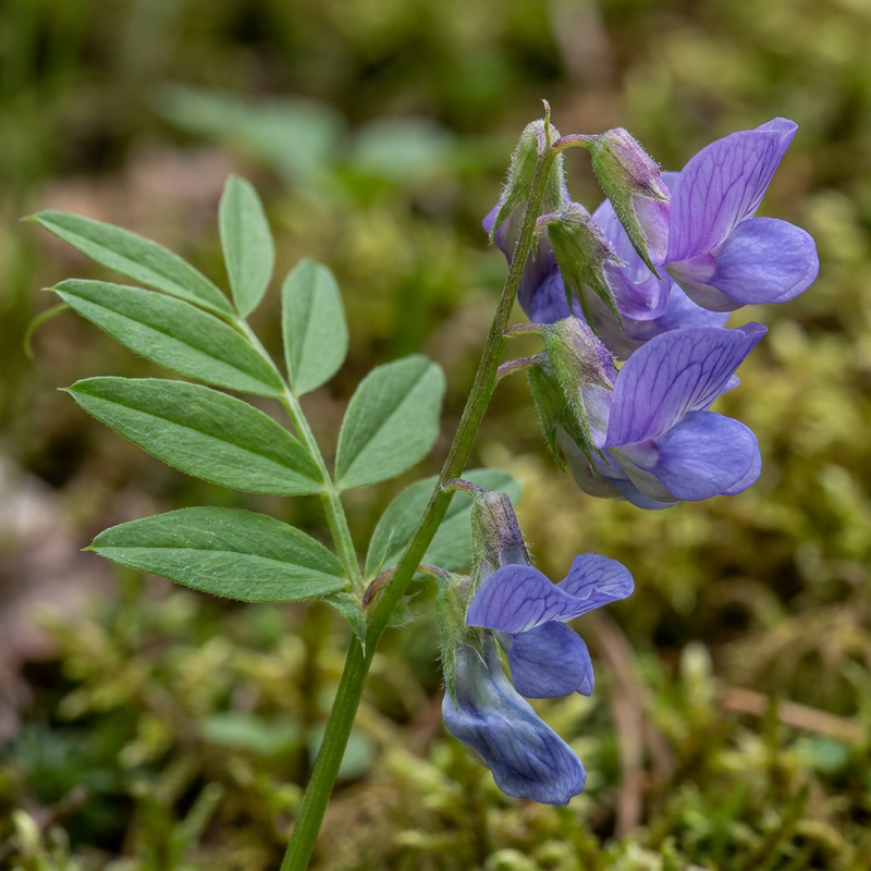 Pois plat de printemps