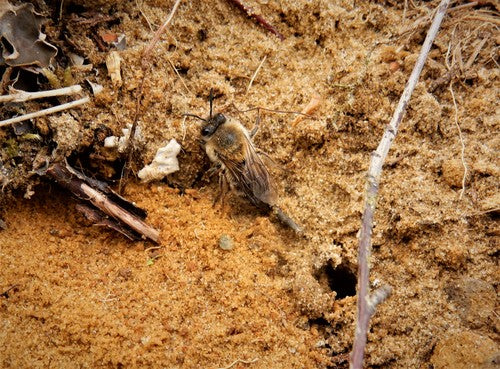 Abeille en soie de printemps — Bild 5