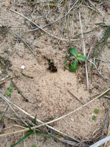 Abeille en soie de printemps — Bild 3