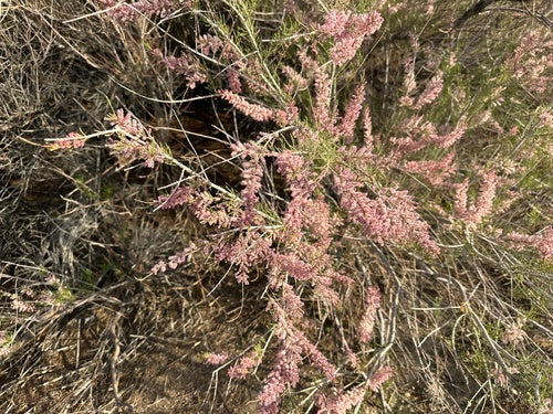 Tamaris de printemps — Bild 5