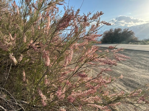 Tamaris de printemps — Bild 4