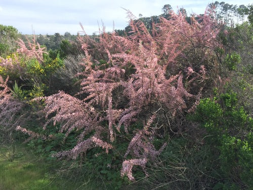 Tamaris de printemps — Bild 3