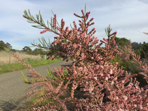 Tamaris de printemps — Bild 2