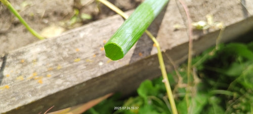 Oignons de printemps — Bild 5