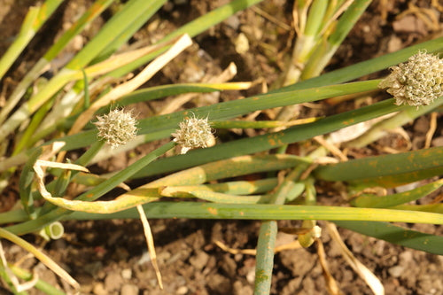 Oignons de printemps — Bild 1