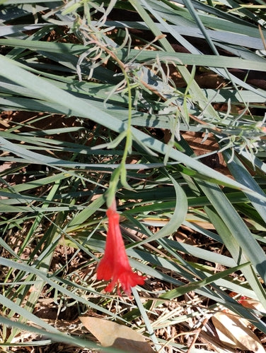 fuchsia — photo 5 sur 12