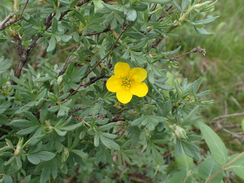 Buisson à cinq doigts — Bild 5