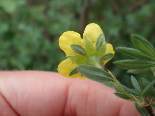 Buisson à cinq doigts — Bild 3