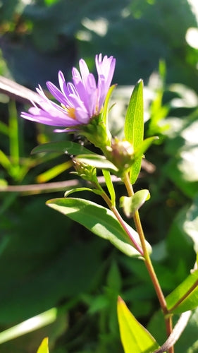 hostas — Bild 1