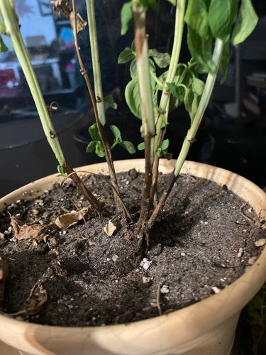 Fusarium oxysporum — Bild 2