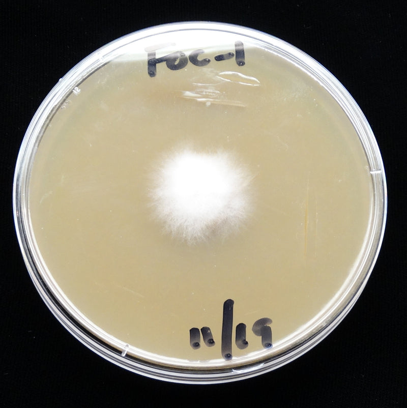 Fusarium — photo 3 sur 8