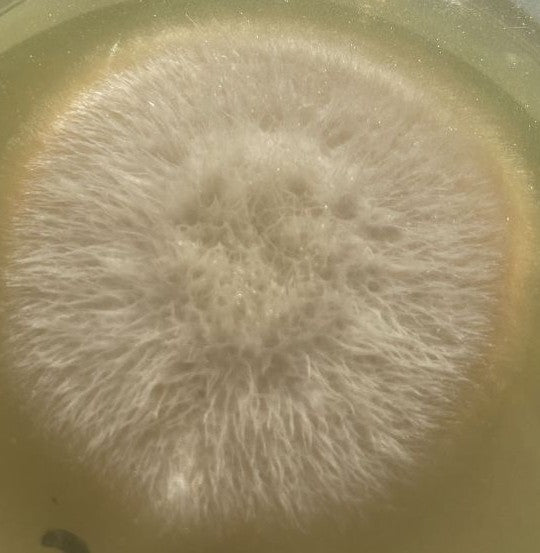 Fusarium — photo 2 sur 8