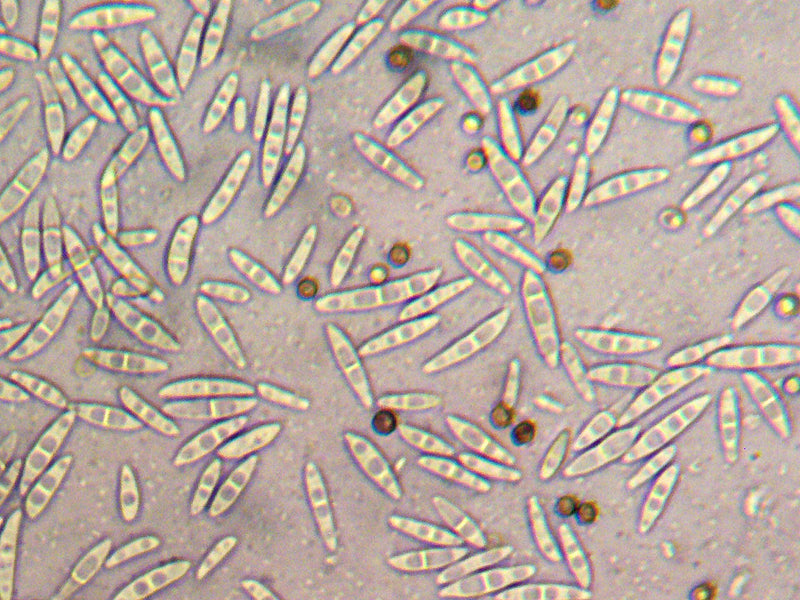Fusarium — photo 1 sur 8