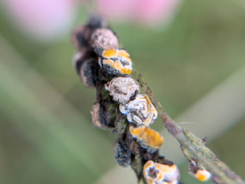 Fusarium — photo 4 sur 8