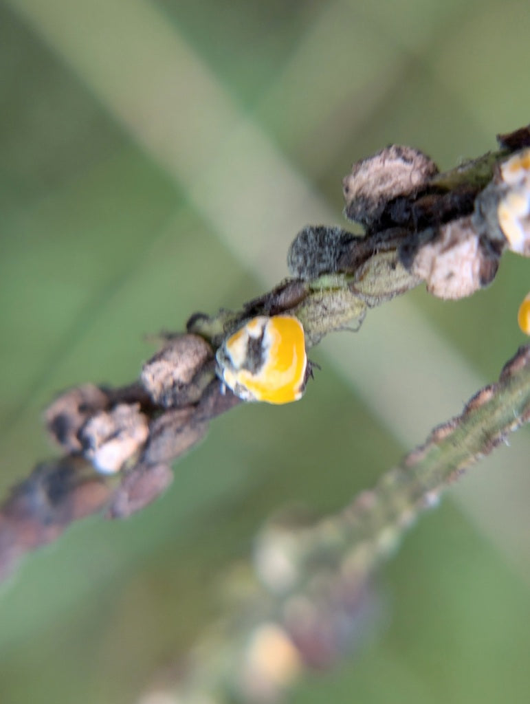 Fusarium — photo 5 sur 8