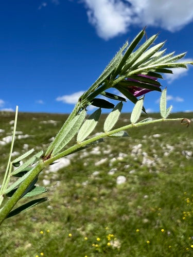 Vesce fourragère — Bild 5