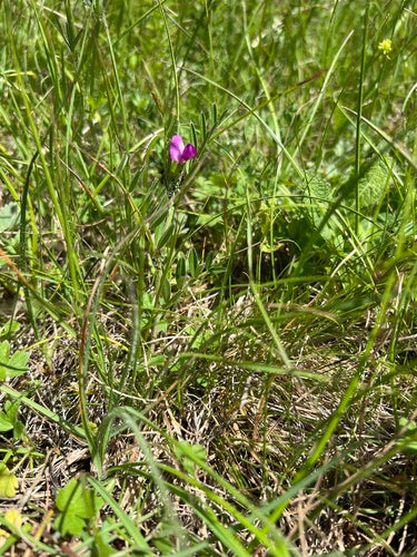 Vesce fourragère — Bild 3