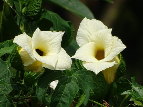 Fruits de Gac — photo 3 sur 8