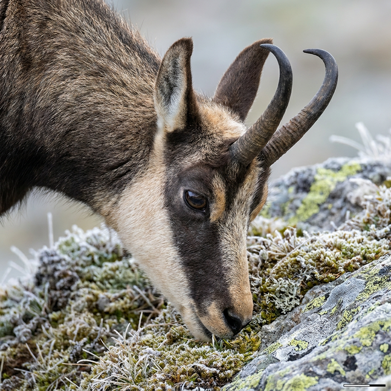 chamois