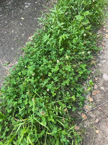 Potentille d'oie — photo 4 sur 37