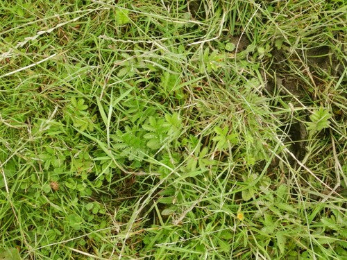Potentille d'oie — photo 2 sur 37