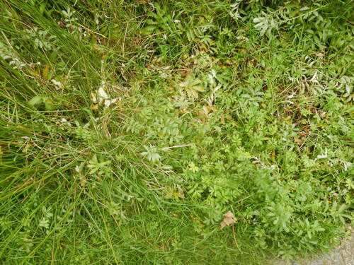 Potentille d'oie — photo 5 sur 37