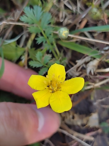 Potentille d'oie — Bild 3