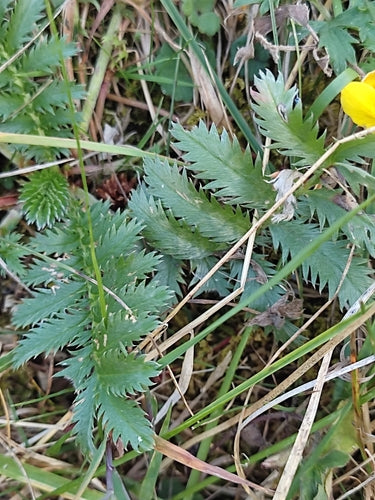 Potentille d'oie — Bild 2