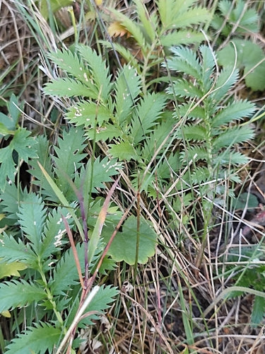 Potentille d'oie — Bild 1