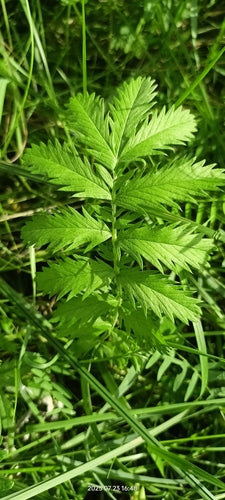 Potentille d'oie — Bild 5