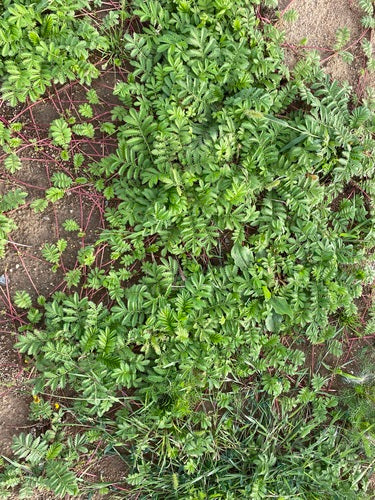 Potentille d'oie — photo 3 sur 37