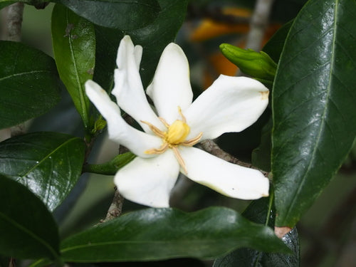 gardénia — Bild 5