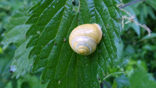 Escargot de ruban de jardin — Bild 4