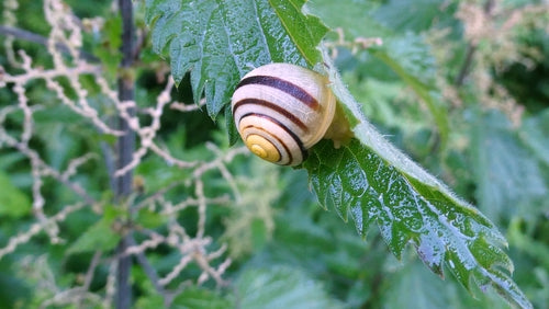 Escargot de ruban de jardin — Bild 5