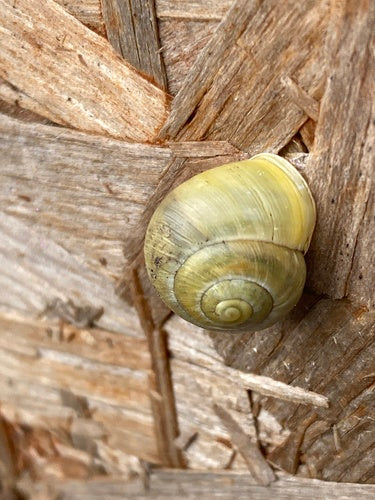 Escargot de ruban de jardin — Bild 3