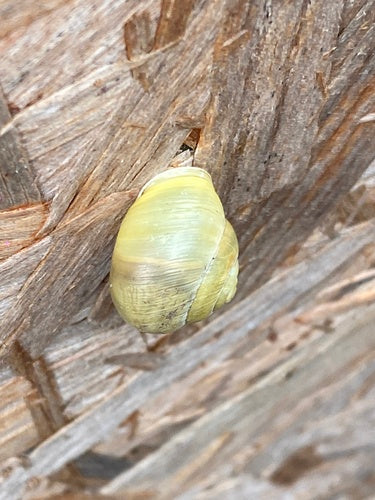 Escargot de ruban de jardin — Bild 2