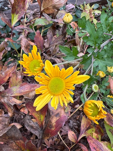 Chrysanthème de jardin — Bild 4