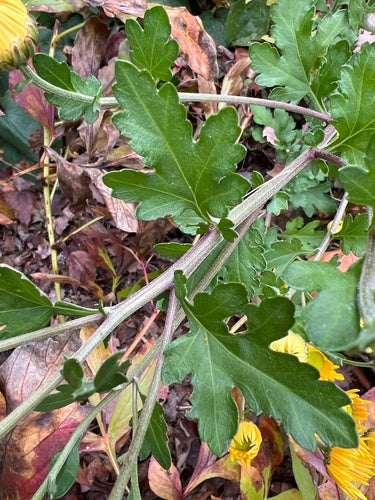 Chrysanthème de jardin — Bild 3
