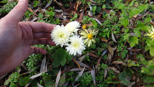 Chrysanthème de jardin — Bild 5