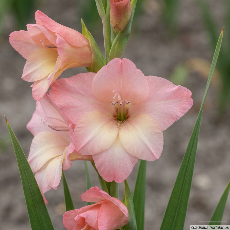 Glaïeul de jardin