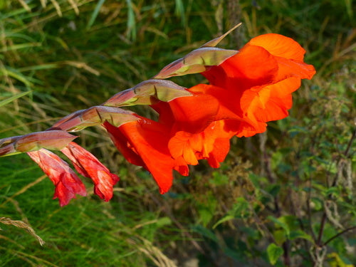 Glaïeul de jardin — Bild 5
