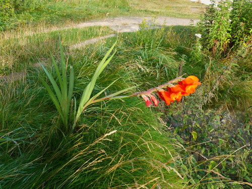 Glaïeul de jardin — Bild 4