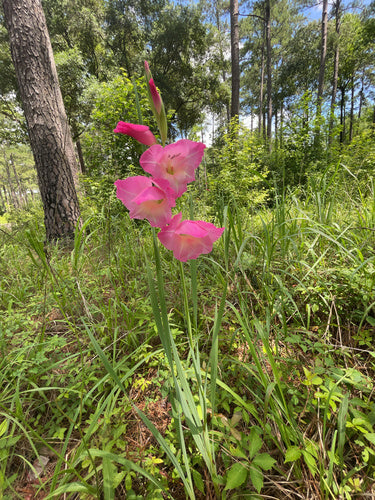 Glaïeul de jardin — Bild 3