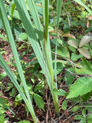 Glaïeul de jardin — Bild 2