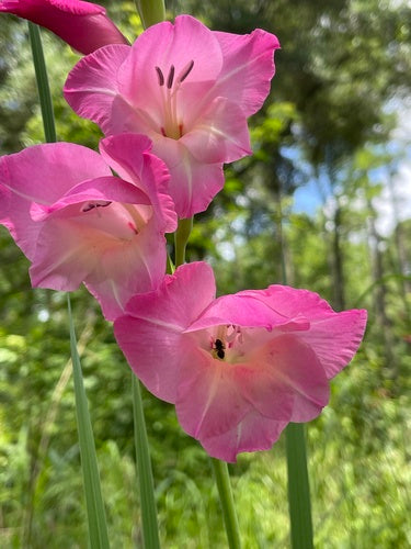 Glaïeul de jardin — Bild 1
