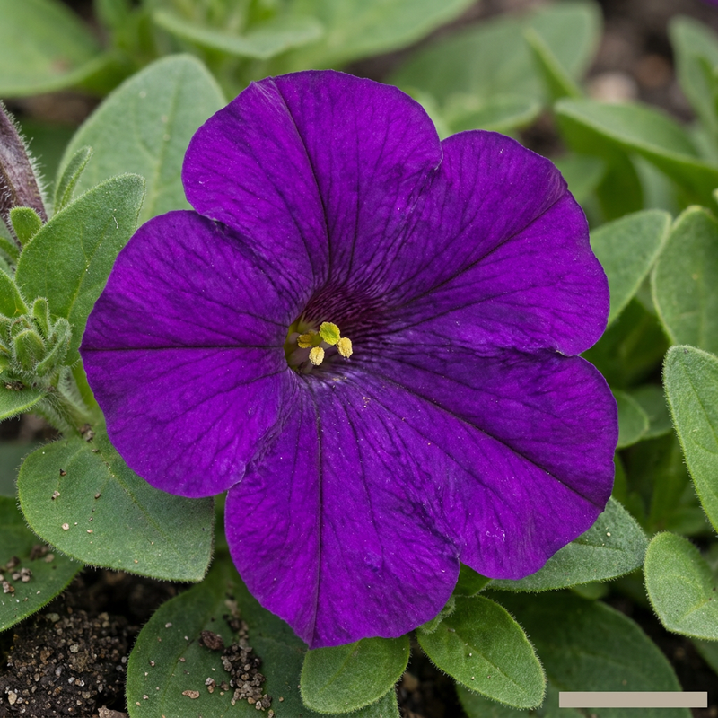 Pétunia de jardin