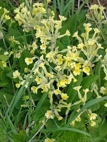 Primevère de jardin — Bild 4