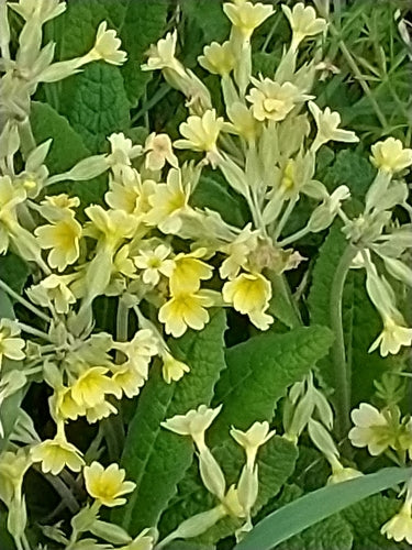 Primevère de jardin — Bild 3