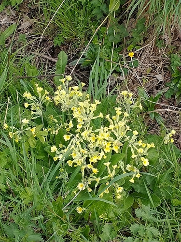 Primevère de jardin — Bild 2