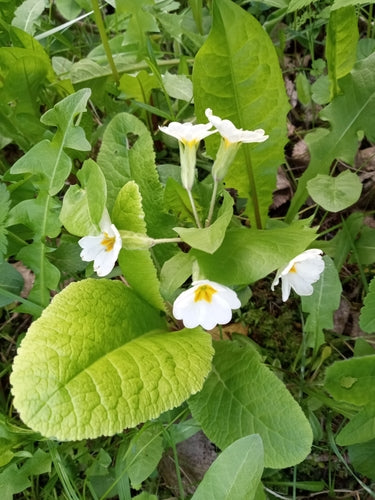Primevère de jardin — Bild 5